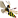 :WASP1: