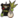 :angrytiny: