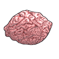 Fresh Brain
