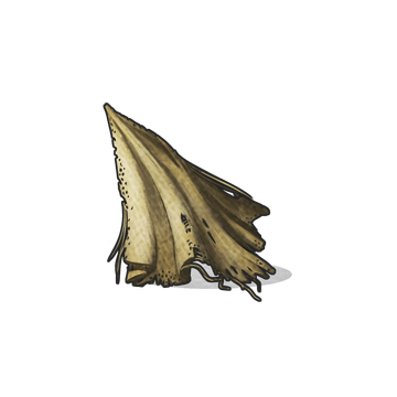 Cloth