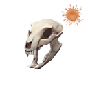 Strange Bare Bear Bones