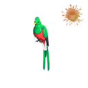 Quizzical Quetzal