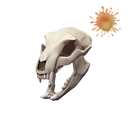 Strange Bare Bear Bones