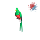 Quizzical Quetzal