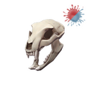 Strange Bare Bear Bones