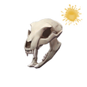 Strange Bare Bear Bones