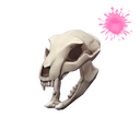 Strange Bare Bear Bones