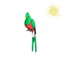 Quizzical Quetzal