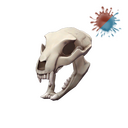 Strange Bare Bear Bones
