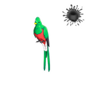 Quizzical Quetzal