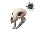Strange Bare Bear Bones