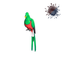 Quizzical Quetzal