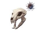 Strange Bare Bear Bones