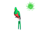 Quizzical Quetzal