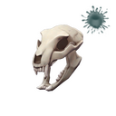 Strange Bare Bear Bones
