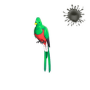 Quizzical Quetzal