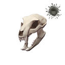 Strange Bare Bear Bones