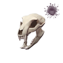 Strange Bare Bear Bones