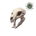 Strange Bare Bear Bones