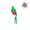 Quizzical Quetzal