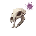 Strange Unusual Bare Bear Bones (The Bone Zone)
