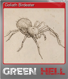 Goliath Birdeater