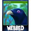 Bowerbird