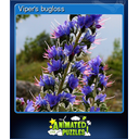 Viper's bugloss (Trading Card)