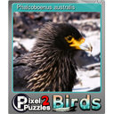  Phalcoboenus australis (Foil)