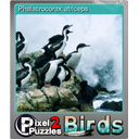 Phalacrocorax atriceps (Foil)