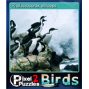 Phalacrocorax atriceps