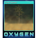 Pond Cypress