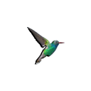 :vrhummingbird: