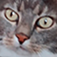 Cat Cam