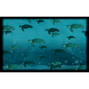 Turtles