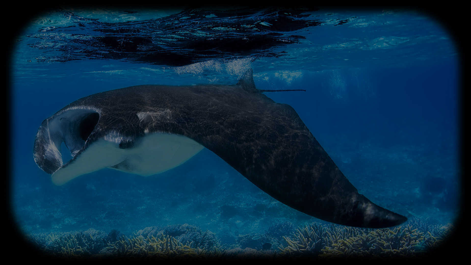 Manta Ray on The Hunt