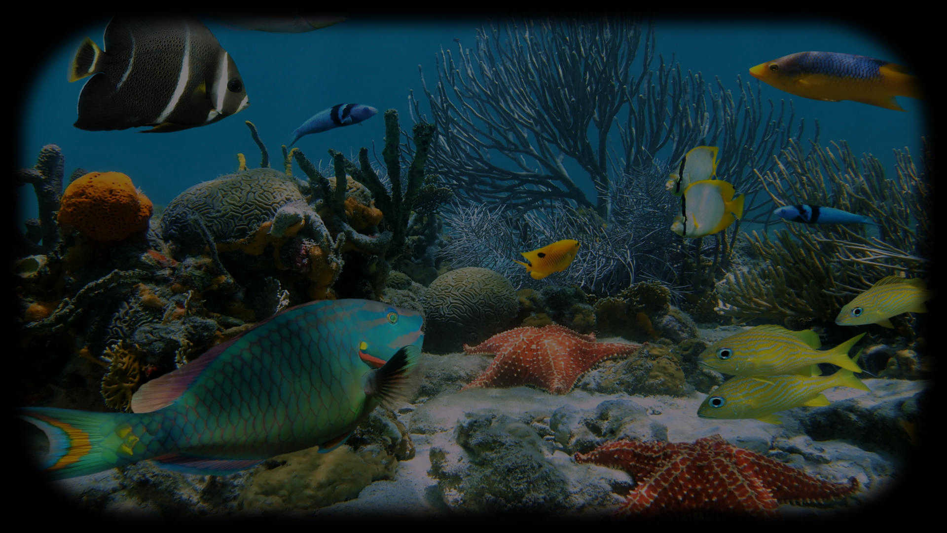 Colorful Assortment of Life