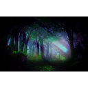 Enchanted Forest