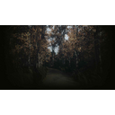summer forest (Profile Background)