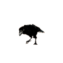 :crowing: