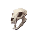 Strange Unusual Bare Bear Bones (The Bone Zone)