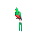 Quizzical Quetzal