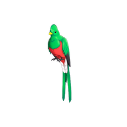 Quizzical Quetzal