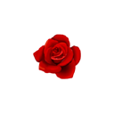 :hgredrose: