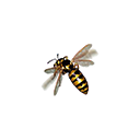 :RedrumWasp: