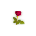:rsrose: