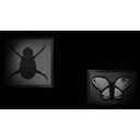 Bug Collection