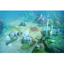 Reef's Edge
