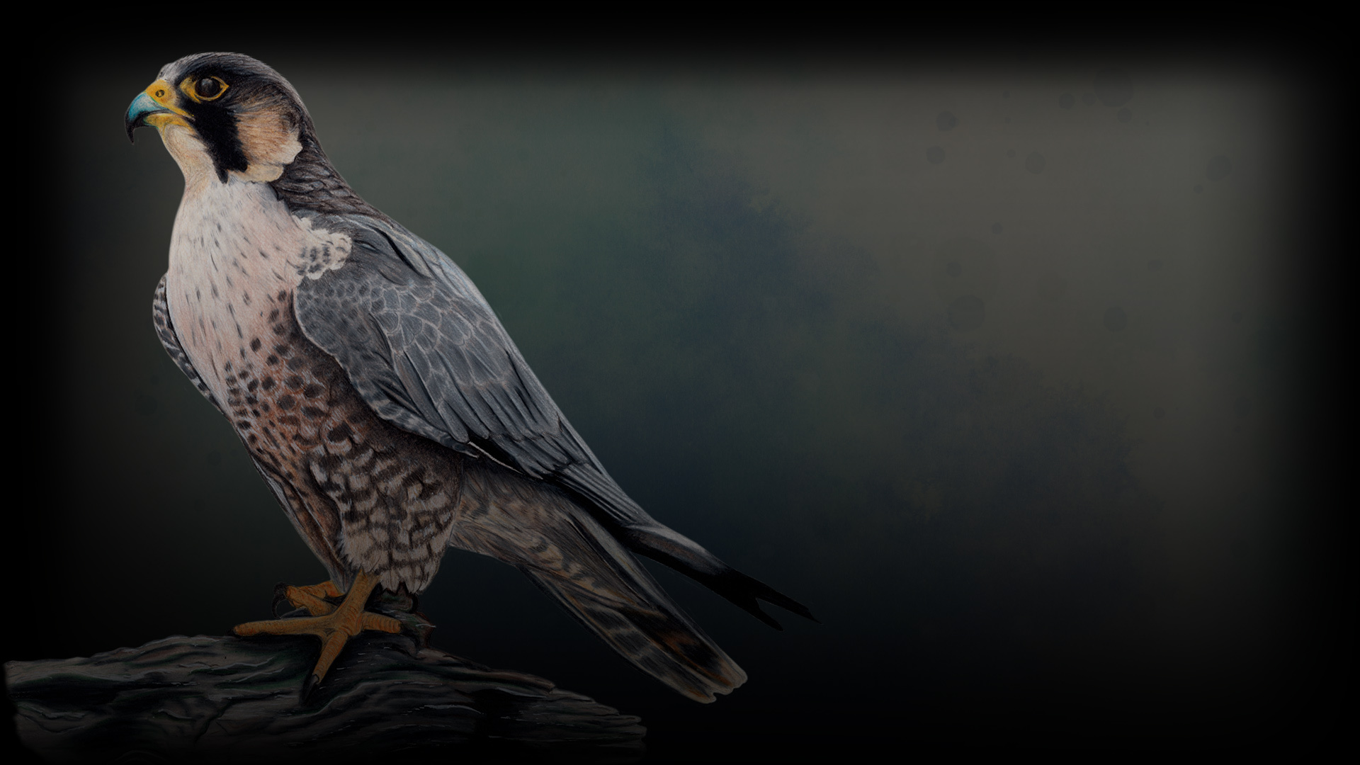 Peregrine Falcon