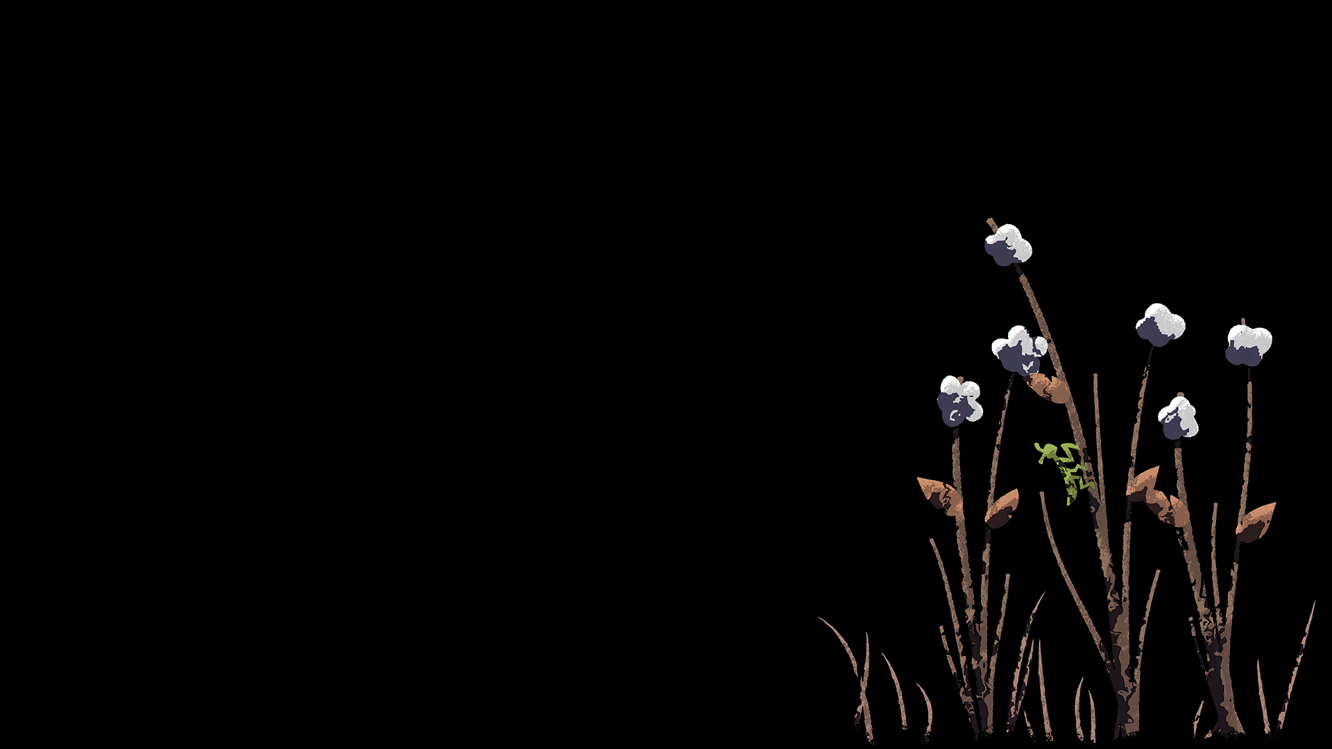 NAIAD Cotton